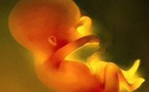 胎儿缺氧胎心会正常吗 胎儿缺氧还会打嗝吗